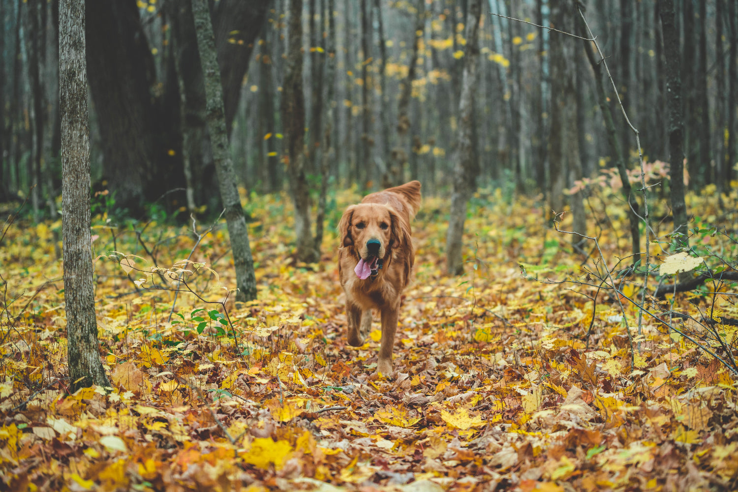 Natürliche Hundesnacks für gesunde Ernährung von Hunden